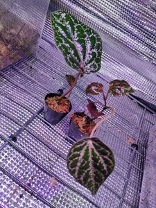 ピペル オルナツム　二株　熱帯植物　パルダリウム　クライマープランツ