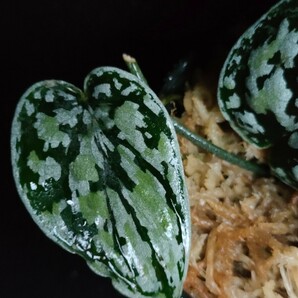 スキンダプサス トリカラー ダークフォーム Scindapsus Tricolor Darkform 熱帯植物 の画像1