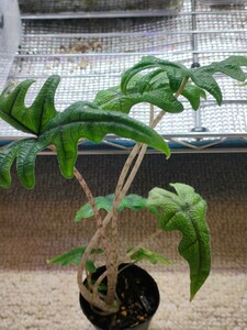 アロカシア ジャックリン　ジャクリン　Alocasia jacklyn　熱帯植物　パルダリウム