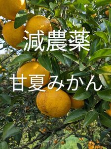 甘夏みかん　減農薬　家庭用　訳あり