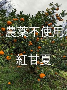 紅甘夏　甘夏みかん　農薬不使用　家庭用　訳あり