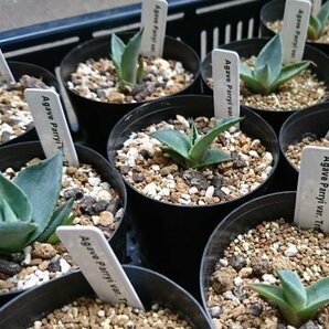 アガベ パリー トランカータ 種子 50粒+α Agave Parryi var. Truncata 50 seeds+α 種の画像2