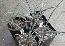 ユッカ ブレビフォリア 種子 20粒+α Yucca Brevifolia 20 seeds +α Joshua Tree ジョシュアツリー ヨシュアツリー 種_画像2