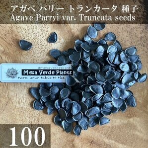 アガベ パリー トランカータ 種子 100粒+α Agave Parryi var. Truncata 100 seeds+α 種の画像1