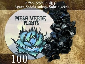 アガベ ソブリア 種子 100粒+α Agave Sobria subsp. Sobria 100 seeds+α