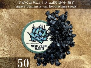 アガベ ユタエンシス エボリスピナ 種子 50粒+α Agave Utahensis var. Eborispina 50 seeds+α 種