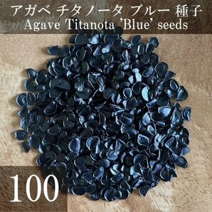 アガベ チタノータ ブルー 種子 100粒+α Agave Titanota 'Blue' 100 seeds+α 種 チタノタの画像1