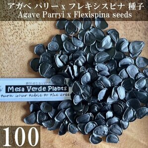 アガベ パリー x フレキシスピナ 種子 100粒+α Agave Parryi x Agave Flexispina 100 seeds+α 種の画像1