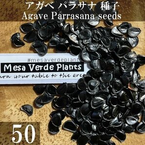 アガベ パラサナ 種子 50粒+α Agave Parrasana 50 seeds+α 種の画像1