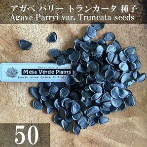 アガベ パリー トランカータ 種子 50粒+α Agave Parryi var. Truncata 50 seeds+α 種の画像1