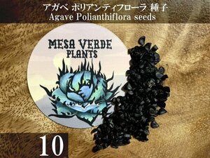 アガベ ポリアンティフローラ 種子 10粒+α Agave Polianthiflora 10 seeds+α ポリアンテフローラ 種