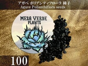 アガベ ポリアンティフローラ 種子 100粒+α Agave Polianthiflora 100 seeds+α ポリアンテフローラ 種