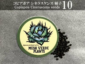 コピアポア シネラスケンス 種子 10粒+α Copiapoa Cinerascens 10 seeds+α 種 サボテン 竜牙玉