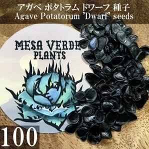 アガベ ポタトラム ドワーフ 種子 100粒+α Agave Potatorum 'Dwarf' 100 seeds+α 種の画像1