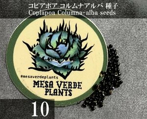 コピアポア コルムナアルバ 種子 10粒+α Copiapoa Columna-alba 10 seeds+α 種 サボテン 孤竜丸