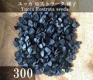 ユッカ ロストラータ 種子 300粒+α Yucca Rostrata 300 seeds+α 種