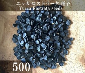 ユッカ ロストラータ 種子 500粒+α Yucca Rostrata 500 seeds+α 種
