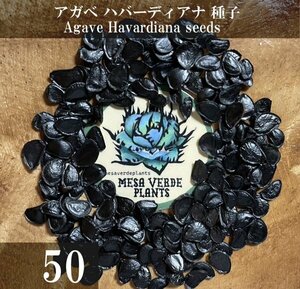 アガベ ハバーディアナ 種子 50粒+α Agave Havardiana 50 seeds+α 種 ハバルディアナ