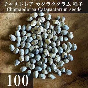 チャメドレア カタラクタラム 種子 100粒+α Chamaedorea Cataractarum 100 seeds+α 種 ヤシ メキシコケンチャヤシ