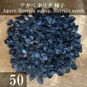アガベ ホリダ 種子 50粒+α Agave Horrida subsp. Horrida 50 seeds+α 種の画像1