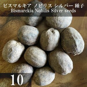 ビスマルキア ノビリス シルバー 種子 10粒+α Bismarckia Nobilis Silver 10 seeds+α 種 ヤシ Bismarck Palm