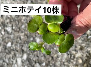 送料無料鹿児島指宿産　姫ホテイアオイ子株(ミニホテイ)天然物　10株　浮草