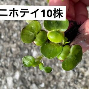 送料無料鹿児島指宿産　姫ホテイアオイ子株(ミニホテイ)天然物　10株　浮草