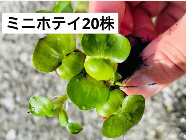 送料無料鹿児島指宿産　姫ホテイアオイ子株(ミニホテイ)天然物　20株　浮草