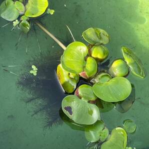 株分けしてすぐの発送　姫ホテイアオイ子株(ミニホテイ)天然物　25株　浮草　水草 ホテイ草