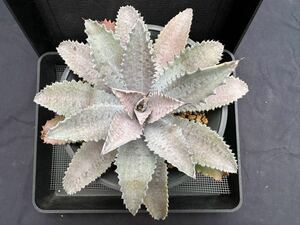  succulent plant * agave * silver fox large seedling 