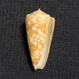 ビクターイモ(ミヤビイモ)小・美品　Conus (Eugeniconus) nobilis victor　貝　貝殻　標本　イモガイ