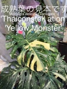 402 斑入り　モンステラ　デリシオーサ　イエローモンスター　Monstera deliciosa'Yellow Monster' 'Thaiconstellation' 黄斑入 特上