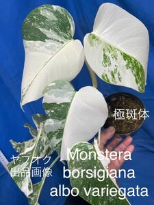 502 斑入り モンステラ ボルシギアナ　アルボ　バリエガタ Monstera borsigiana albo variegata ハーフムーン　極斑体　ハーフムーン