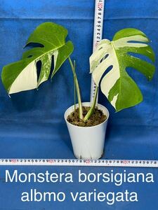 403 斑入り モンステラ ボルシギアナ　アルボ　バリエガタ Monstera borsigiana albo variegata ハーフムーン　〜特〜極斑体へ成長株です