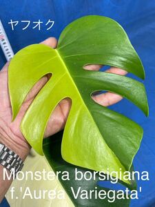 410 斑入り　モンステラ　ボルシギアナ ファム. 'オーレア　バリエガタ' Monstera borsigiana f.'Aurea Variegata' 極斑体　ハーフムーン！