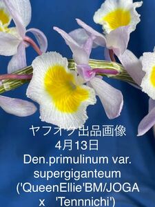 426 原種　デンドロビウム　プリムリナム　Den. primulinum var. super giganteum ('Queen Ellie'BM/JOGA x 'Tennnichi')