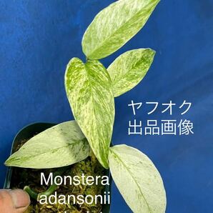 422 モンステラ アダンソニー バラエティ ラニアタ バリエゲッド Monstera adansonii var.laniata variegated ミント斑や、通常の斑もの画像1