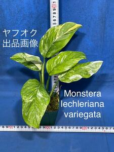 424 斑入り　モンステラ　レクレリアナ　バリエガタ　Monstera lechleriana variegata 特上斑入り　プラ鉢3号 