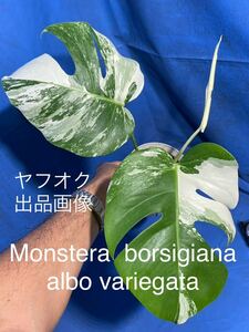 429 斑入り モンステラ ボルシギアナ　アルボ　バリエガタ Monstera borsigiana albo variegata ハーフムーン　極斑体