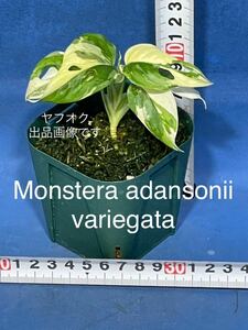 422 モンステラ　アダンソニー　バリエガタ　Monstera adansonii variegata 斑入り　マドカズラ