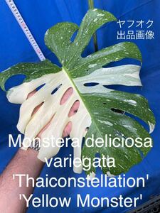 434 斑入り　モンステラ　デリシオーサ　イエローモンスター　Monstera deliciosa'Yellow Monster' 'Thaiconstellation' 黄色斑入り