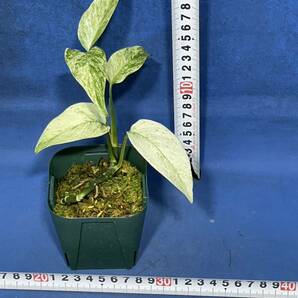 422 モンステラ アダンソニー バラエティ ラニアタ バリエゲッド Monstera adansonii var.laniata variegated ミント斑や、通常の斑もの画像2