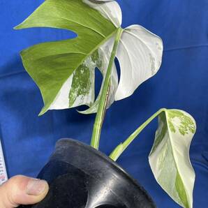 437 モクステラ ボルシギアナ バリエゲィテッド 'ホワイトタイガー' Monstera borsigiana variegated 'White Tiger' 極上の画像7