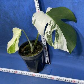 437 モクステラ ボルシギアナ バリエゲィテッド 'ホワイトタイガー' Monstera borsigiana variegated 'White Tiger' 極上の画像2