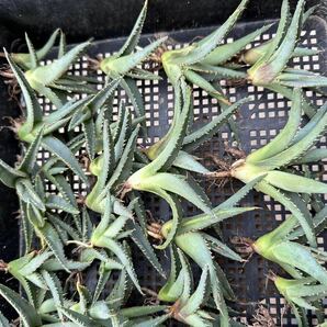 【GAR園藝】A-68 特選 アガベ 多肉植物 チタノタ帝君 agave emperor 狂刺 背棘 激レア高級品種 強棘株 60株の画像3