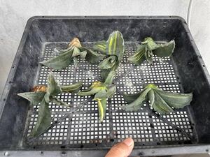 【GAR園藝】B-49 特選 アガベ 多肉植物 フェロックス 錦 極上子株 6株