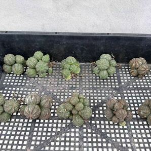 【GAR園藝】B-57 特選 塊根植物 Euphorbia obesa ユーフォルビア オベサ 群生株 10株の画像1