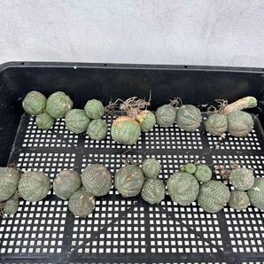 【GAR園藝】B-58 特選 塊根植物 Euphorbia obesa ユーフォルビア オベサ 群生株 10株の画像1