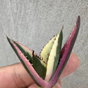 【GAR園藝】M-31 特選 アガベ 多肉植物 チタノタ スナグルトゥース優良血統 Agave Titanota 極上美株 激レア!の画像3