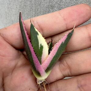 【GAR園藝】M-31 特選 アガベ 多肉植物 チタノタ スナグルトゥース優良血統 Agave Titanota 極上美株 激レア!の画像4